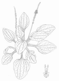 Greater plantain Plantago major pen and ink