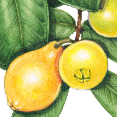 Guava