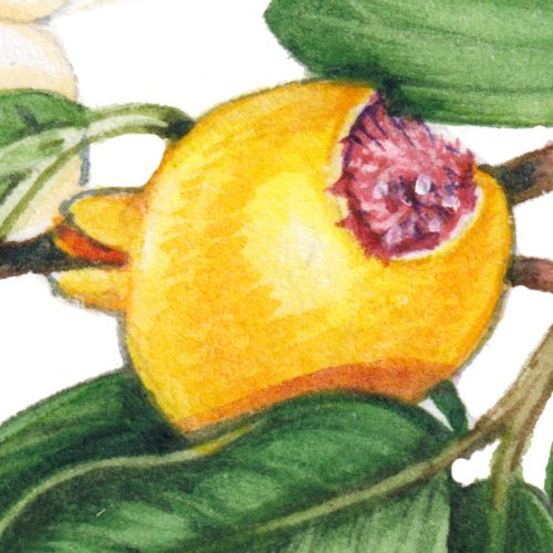 Guava