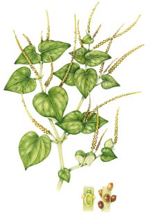 Inflamation bush Peperomia pellucida