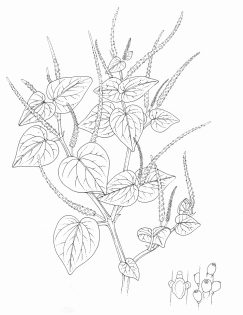 Inflammation bush Peperomia pellucida pen and ink