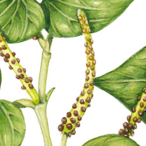 Inflamation