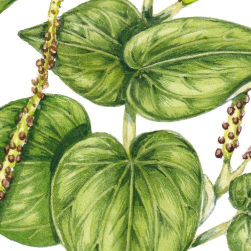 Inflamation