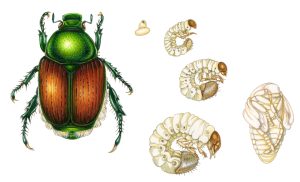 Japanese beetle Popillia japonica adult and life stages