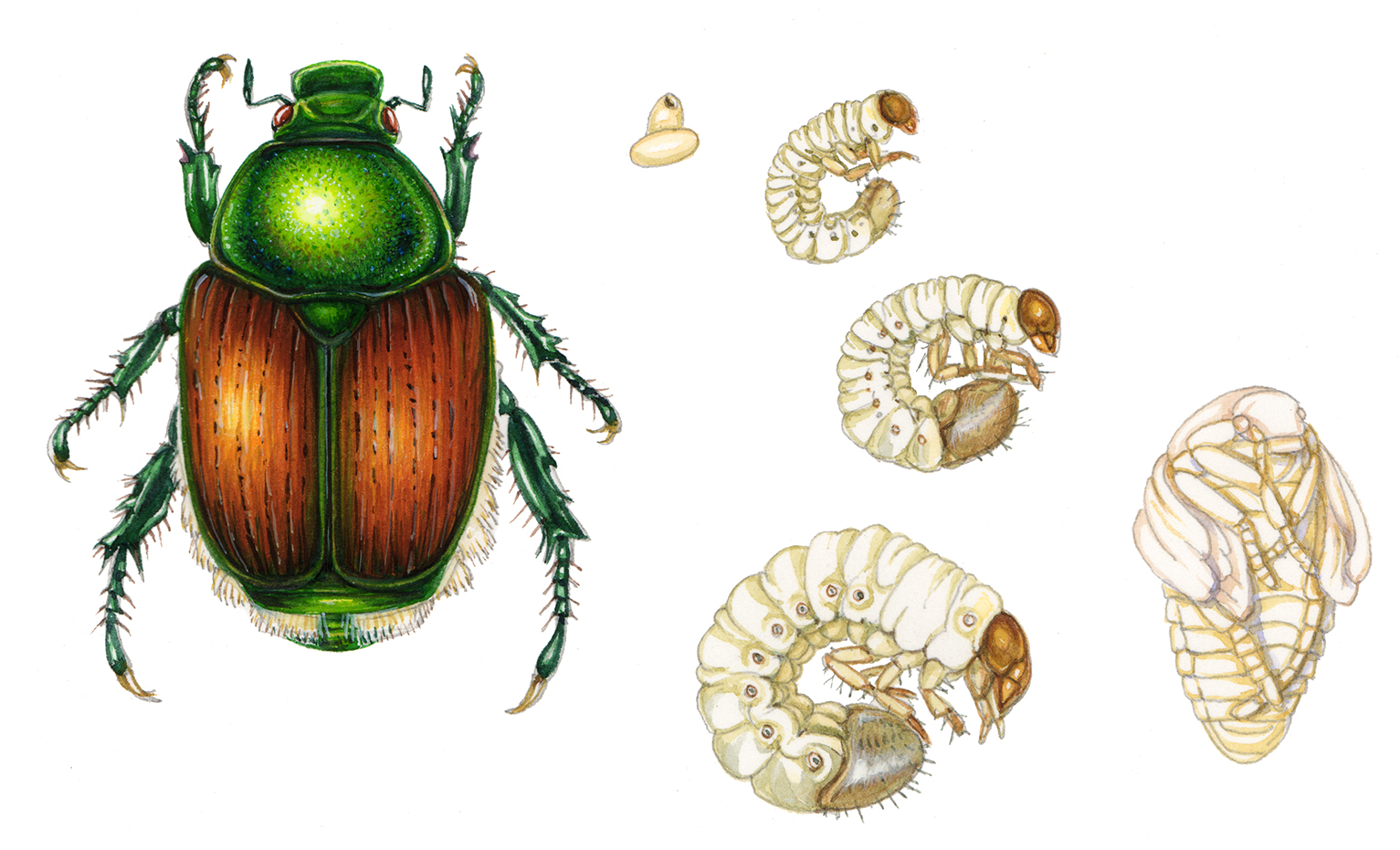 Japanese beetle Popillia japonica adult and life stages - Lizzie Harper