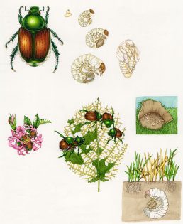 Study sheet on Japanese beetle Popillia japonica