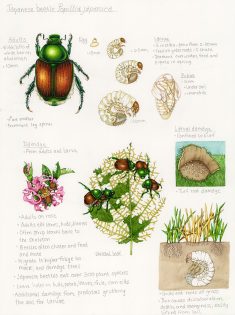 Notes & Illustrations on Japanese beetle