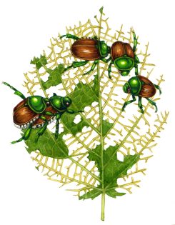 Leaf damage from Japanese beetle Popillia japonica