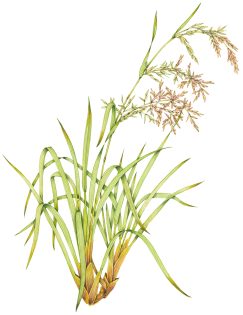 Lemongrass Cymbopogon citratus