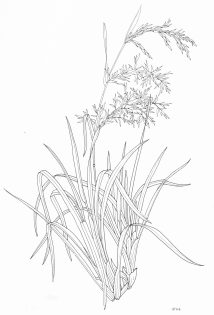 Lemongrass Cymbopogon citratus pen and ink