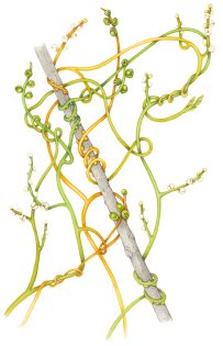 Love vine Cassytha filiformis