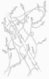 Love vine Cassytha filiformis pen and ink