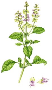 Mosquito basil Ocimum basilicum