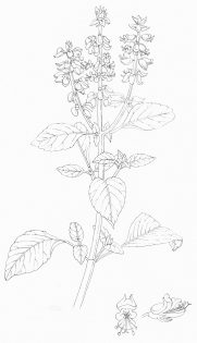 Mosquito basil Ocimum basilicum pen and ink