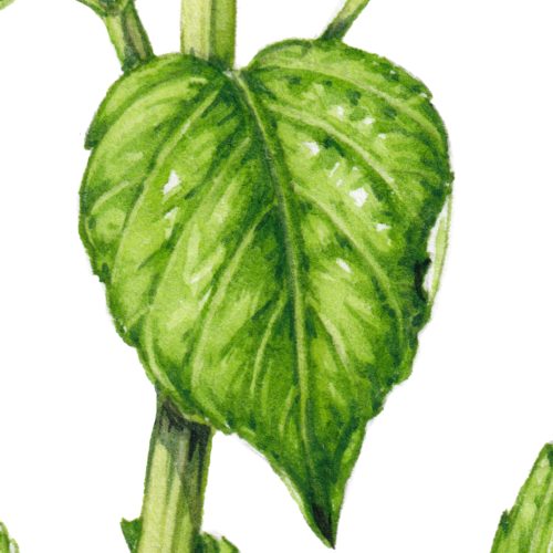 Mosquito basil