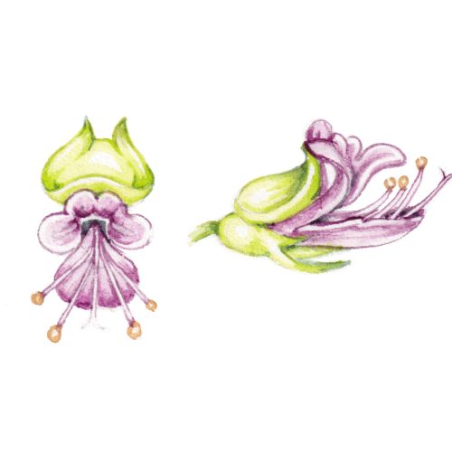 Mosquito basil