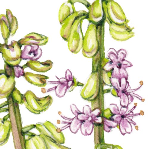 Mosquito basil