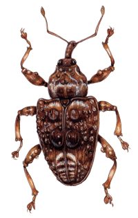 Adult Plum weevil Conotrachelus nenuphar