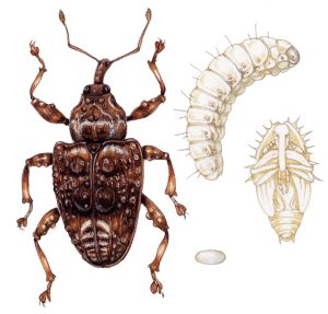 Life cycle of Plum weevil