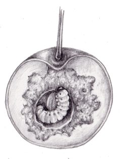 Grub of Plum weevil Conotrachelus nenuphar