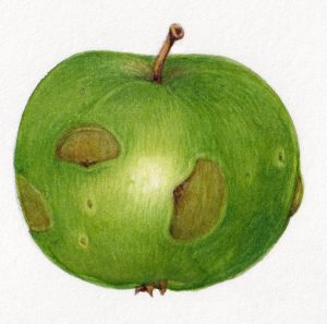 Oviposition scars from Plum weevil