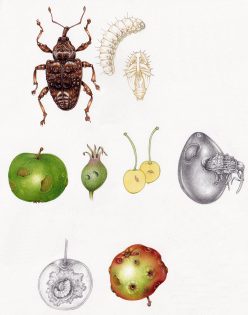 Sheet on Plum weevil Conotrachelus