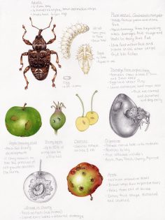 Text and illustrations Plum weevil Conotrachelus nenuphar
