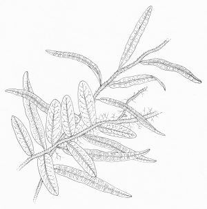 Resurrection fern Polypodium polypodioides pen and ink