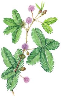 Sensitive or Shame plant Mimosa pudica – SOLD –
