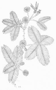 Sensitive or Shame plant Mimosa pudica pen and ink