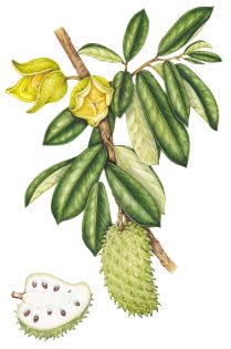 Soursop Annona muricata