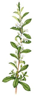 Tisane Capraria biflora