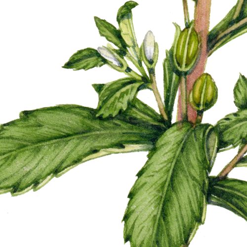 Tisane