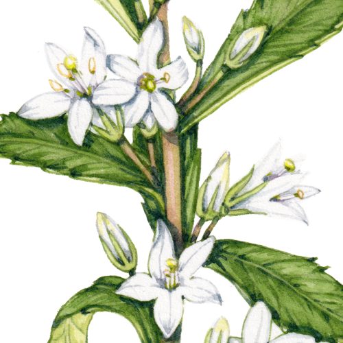 Tisane