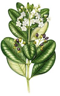 West Indian Bay leaf pimenta racemosa – SOLD –