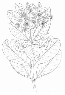 Bayleaf pimenta racemosa pen and ink