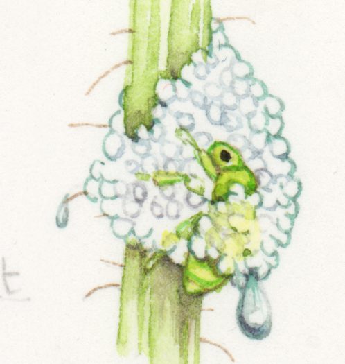 Xylella