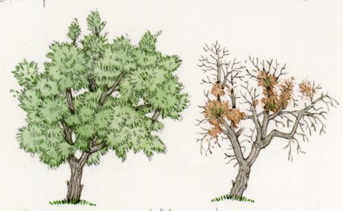 Xylella