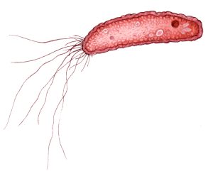 Bacterium of Xylella fastidiosa