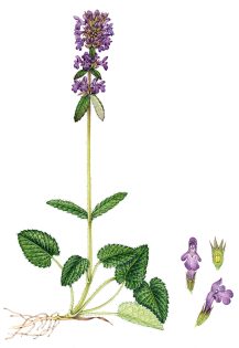 Betony Stachys officinalis