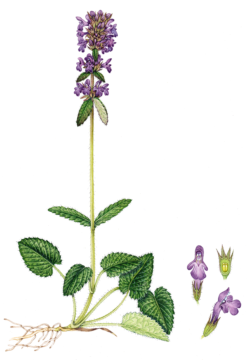 Betony Stachys Officinalis Lizzie Harper