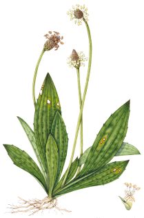 Ribwort plantain Plantago lanceolata