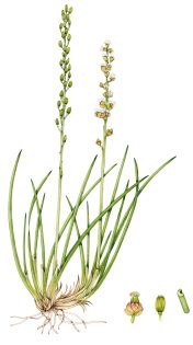 Sea arrowgrass Triglochin maritima