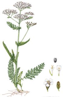 Yarrow Achillea millefolium