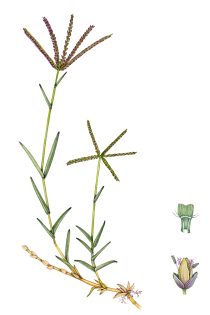 Bermuda grass Cynodon dactylon