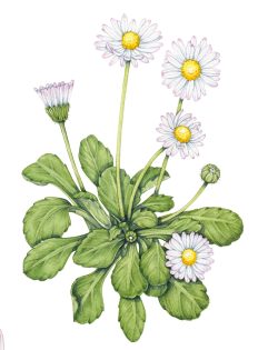 Daisy Bellis perennis 2