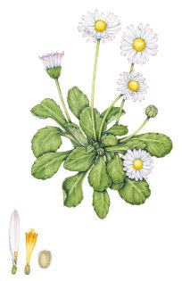 Daisy Bellis perennis