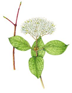 Dogwood Cornus sanguinea