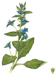 Green alkanet Pentaglottis sempervirens
