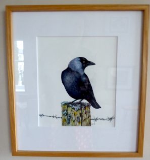 Jackdaw Corvus monedula